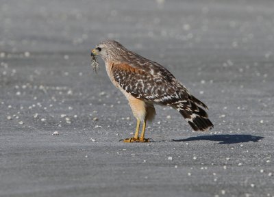 Red-shouldered Hawk