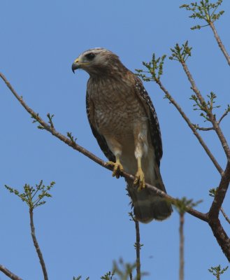 Red-shouldered Hawk