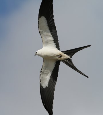 swallow-tailed_kite