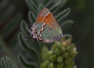 Juniper Hairstreak