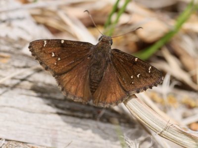 Northern Cloudywing