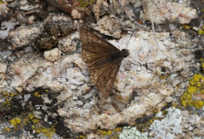 duskywing sp.