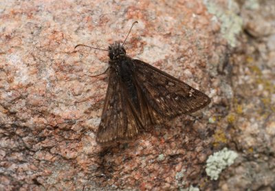 Afranius Duskywing