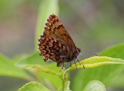 Western Pine Elfin