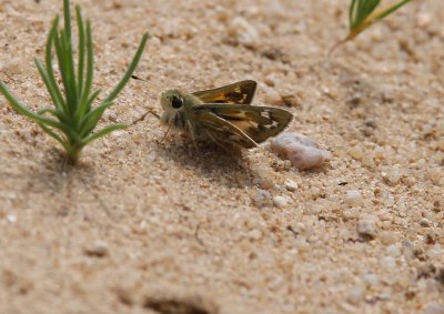 Unca Skipper