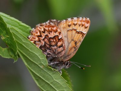 Western Pine Elfin