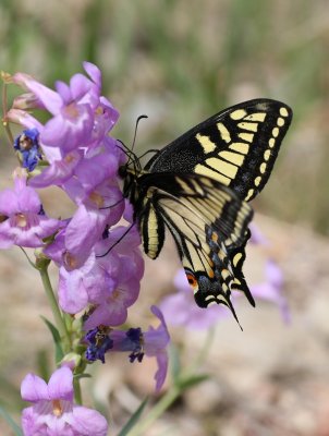 Anise Swallowtail