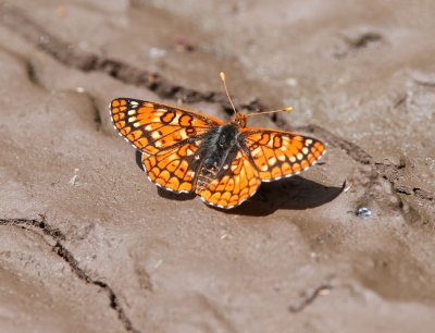 Variable Checkerspot
