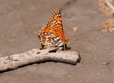 Variable Checkerspot
