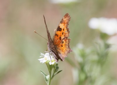 Hoary Comma
