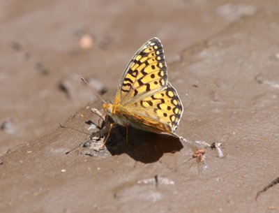 Coronis Fritillary