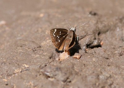 Common Sootywing