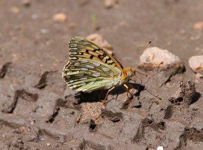 fritillary(sp)