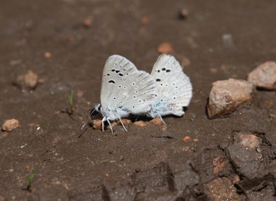 Boisduval's Blue
