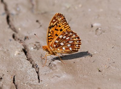 Aphrodite Fritillary