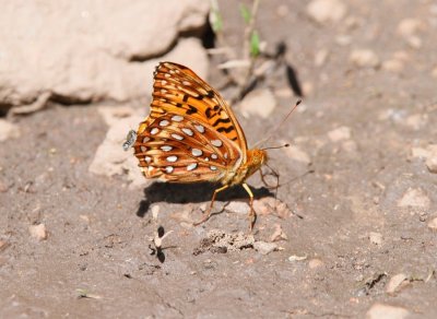 Aphrodite Fritillary