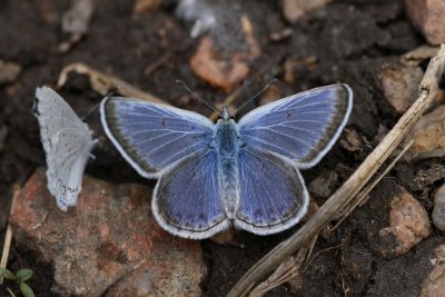 Spring Azure