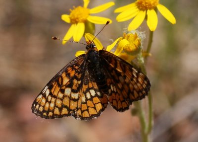 Arachne Checkerspot