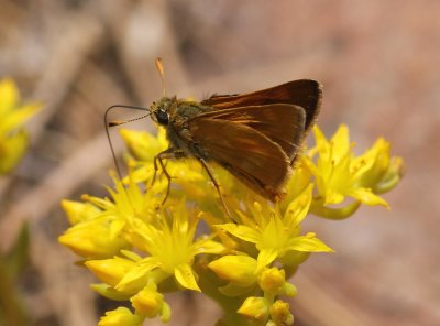Sonoran Skipper