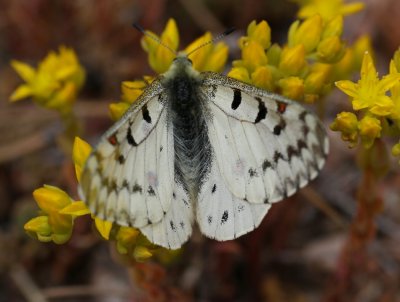 Phoebus Parnassian