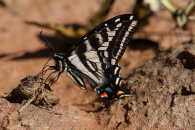 Pale Swallowtail