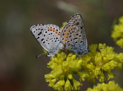 Dotted Blue