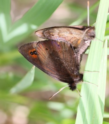 Common Alpine
