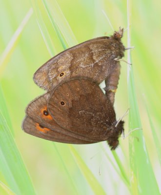 Common Alpine
