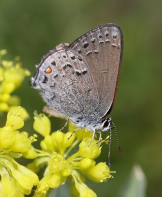 Behr's Hairstreak