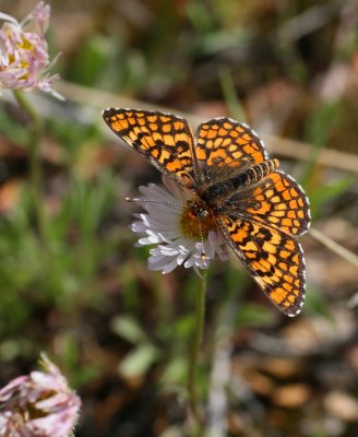 Arachne Checkerspot
