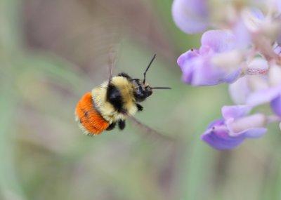 bee(sp)