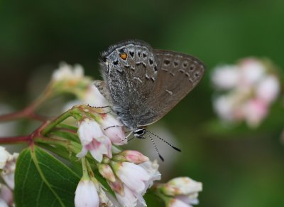 Behr's Hairstreak