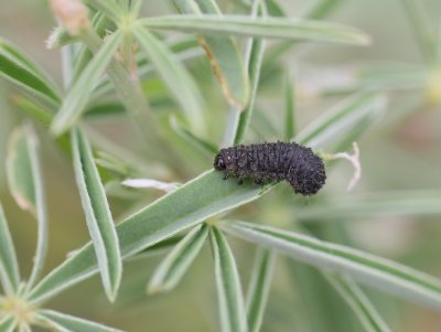 caterpillar