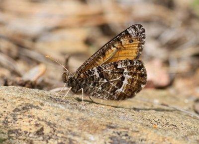 Chryxus Arctic