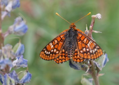Variable Checkerspot
