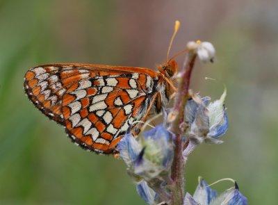 Variable Checkerspot