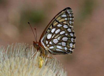 Edward's Fritillary