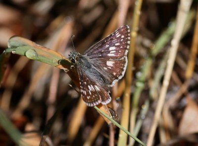 Common Checkered Skipper
