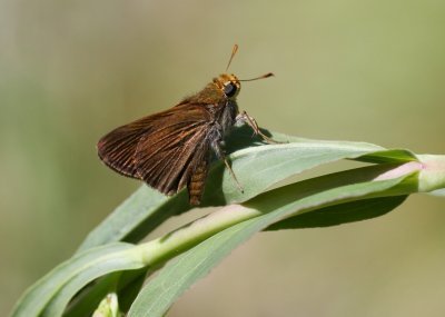 Dun Skipper
