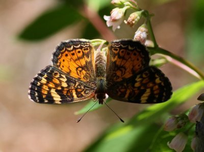 Pearl Crescent