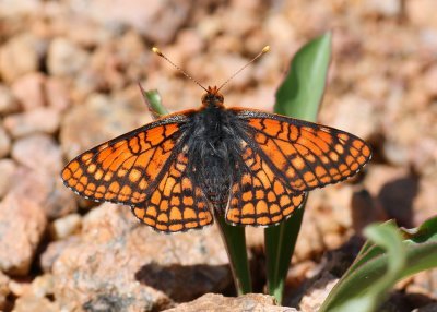 Variable Checkerspot