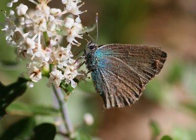 Bramble Hairstreak