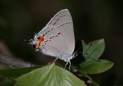 Gray Hairstreak