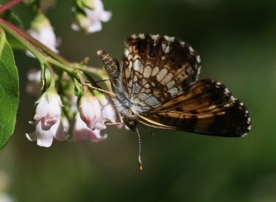 Silvery Checkerspot