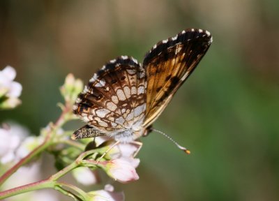 Silvery Checkerspot