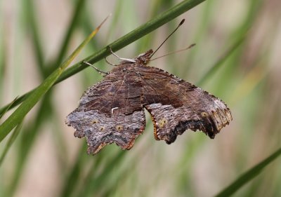 Hoary Comma