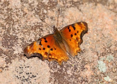 Hoary Comma
