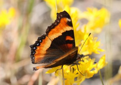 Milbert's Tortoiseshell