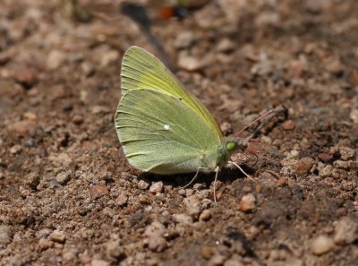 Queen Alexandria Sulphur