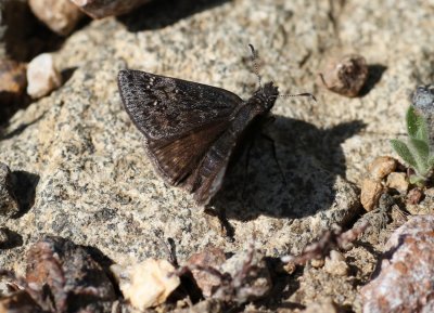 duskywing(sp)